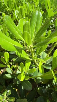 Pittosporum tobira, a lush evergreen shrub, displays glossy green leaves and fragrant white flowers, creating a beautiful and aromatic garden presence.