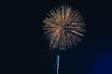 Fototapeta premium 夜に咲く花