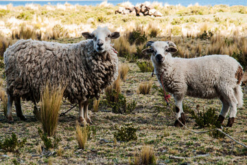 Fototapeta premium two sheep looking at the camera