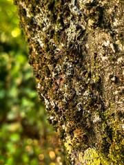 Tree bark
