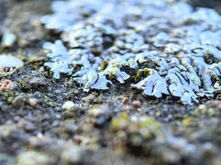 Moss macro photography