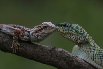 Obraz premium snake, viper snake, tropidolaemus subannulatus, bearded dragon, the story of friendship between the viper snake torpedolaemus subannulatus and the bearded dragon