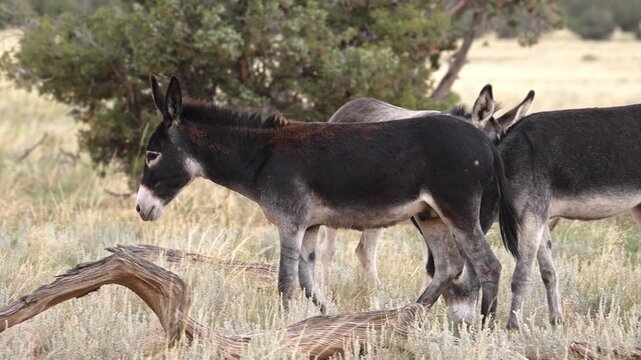 Wild burros in the San Rafael Swell through the Sinbad HMA wilderness in Utah.