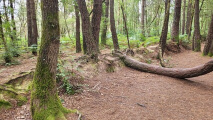 Arbre couché sur le sol d'une forêt en schiste rouge