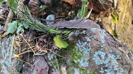 Plumes, feuillage et autres élément de forêts