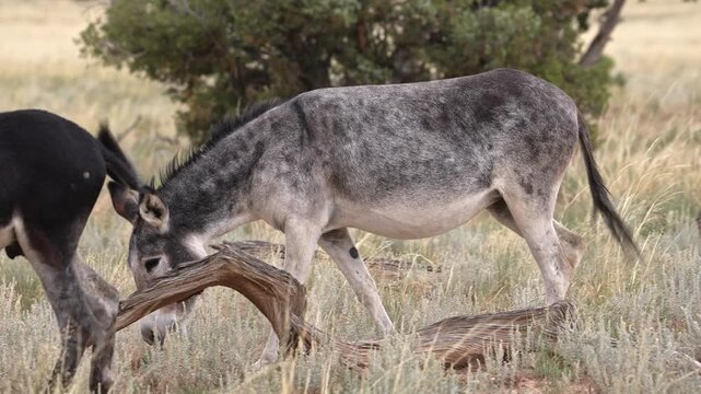 Wild burros in the San Rafael Swell through the Swasey HMA wilderness in Utah.