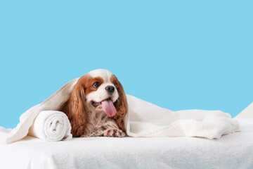 Cute cavalier King Charles spaniel lying on couch against blue background
