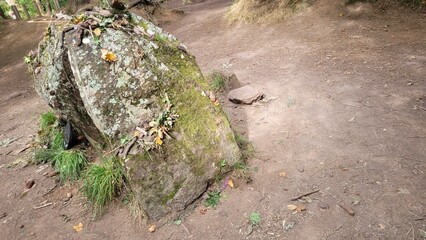 Amas de roches en vertical avec des bouquets de la forêt 