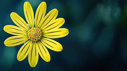   A sharp image of a bright yellow flower with a fuzzy background both in front and behind