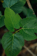 young green fig tree leaves