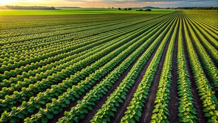 Aerial view of a healthy soybean crop planted close together, soybeans, soy crop, agriculture, plantation, aerial view, top view