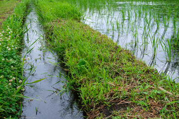 田んぼの花びら