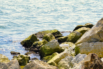 White coastal bird, walking around the rocks, next to the beach, on summer morning.