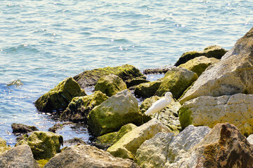 White coastal bird, walking around the rocks, next to the beach, on summer morning.