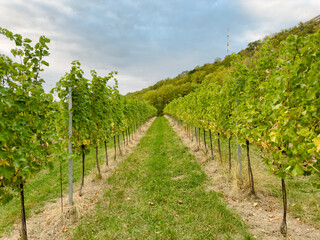 Naklejka premium Vineyard Rows Under a Cloudy Sky in a Picturesque Countryside Setting, Lush Green Grapevines Stretching into the Distance, Perfect for Wine Agriculture and Harvest in the Rural Landscape