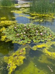 Serene Pond with Lily Pads