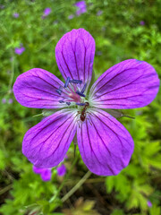 ant sits on marsh geranium, purple bright flower on green background