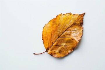 Autumn leaf, herbarium, islated on a white background, fall nature, orange leaves.
