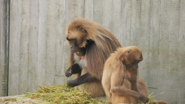 A funny baboon monkey in the zoo moves in slow motion