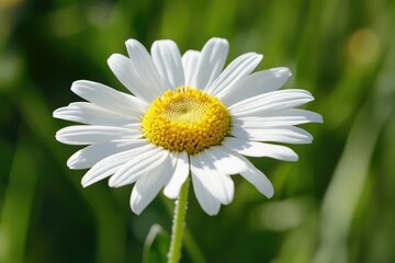 Fototapeta premium A close-up photo of a daisy with white petals and a yellow center. Perfect for illustrating concepts of purity, innocence, and new beginnings.