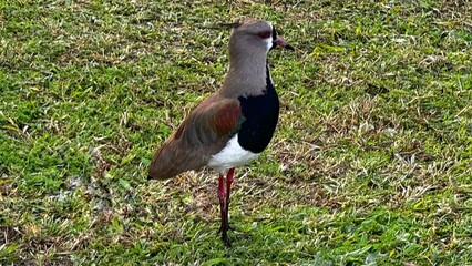 Southern lapwing bird (Vanellus Chilensis) walking in the grass and taking care of its nest.