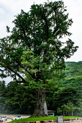 韓国・釜山、梵魚寺の境内