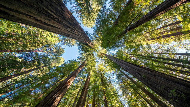 Upward view of redwood trees looking up Avenue of the Giants California