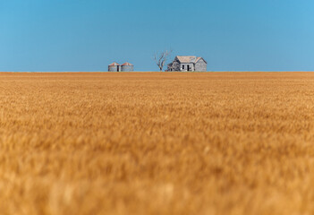 Abandoned farmhouse collapsing in Oklahoma wheat field farm