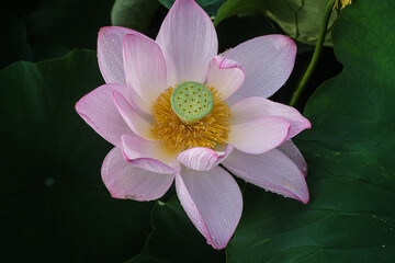 秋田県千秋公園大手門の堀遊歩道蓮の花