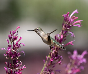 hummingbird with flowers
