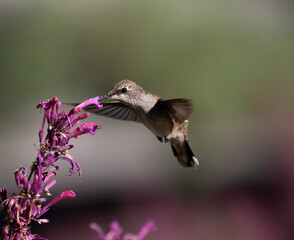 hummingbird with flowers