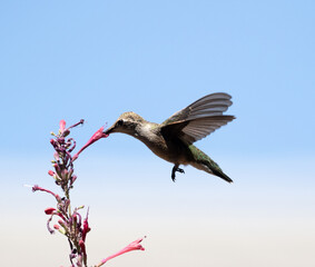 hummingbird in flight