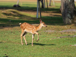 奈良公園の可愛い子鹿