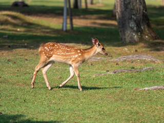 奈良公園の可愛い子鹿