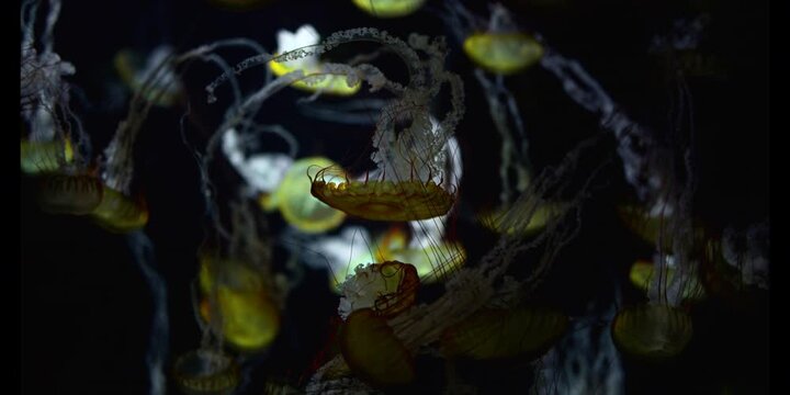 group of Jellyfish swimming in a dark background 