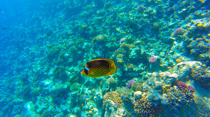 fish and coral reef in sahl hasheesh for banner background