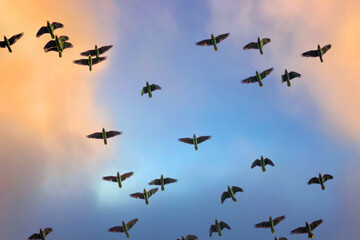 A flock of red-spectacled amazon (Amazona pretrei) flying. Bottom view . Vulnerable especie