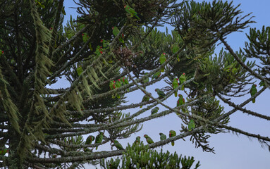 A flock of red-spectacled amazon (Amazona pretrei) perching on candelabra tree (Araucaria...