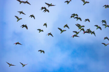A flock of red-spectacled amazon (Amazona pretrei) flying. Vulnerable especie