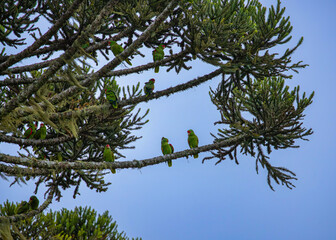 A flock of red-spectacled amazon (Amazona pretrei) perching on candelabra tree (Araucaria angustifolia).  Vulnerable especie.