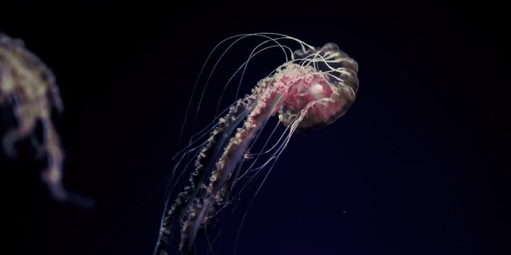 jelly fish in aquarium