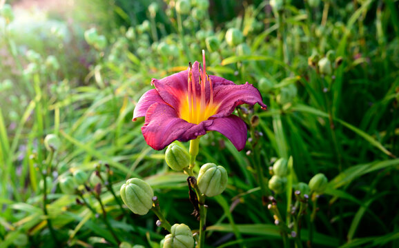 red flower in the garden
