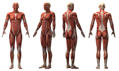 Male Anatomical Mannequin Isolated on Transparent Background