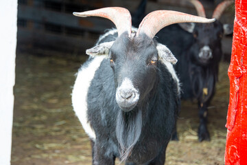 Two domestic black farm goats are standing in a red colored barn. The billy goats have long horns, black fur, and a goatee. The wooden floor of the animal pen is covered with fresh hay. 
