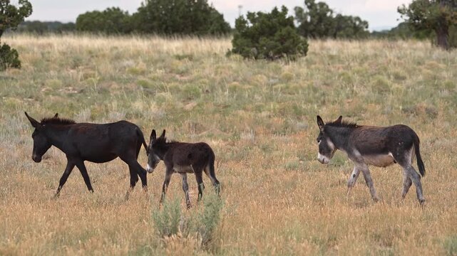 Wild burros in the San Rafael Swell through the Swasey HMA wilderness in Utah.