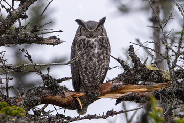 A wild great horned owl perched in a tree without leaves. The brown, black, and white color feathers on the bird of prey are camouflaged in the forest. The tiger owl is staring backward with eyes.