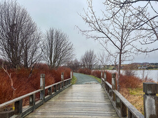 A wooden boardwalk with handrails along the edge of a river. The weather is dreary with light rain. The boards on the bridge are wet. The trees are leafless and shrubs are red colored. 