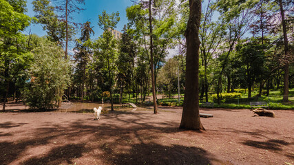 A lovely white dog is enjoying a lovely day out in a beautiful park, walking around and feeling free. The sky is a beautiful blue, and the trees are green and full of life.