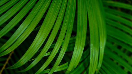 green leaf texture