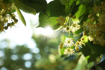 Beautiful linden tree with blossoms and green leaves outdoors, space for text